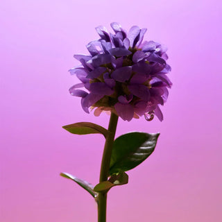 EQQUALBERRY Bakuchiol Serum 30mL - Kbeauty Canada